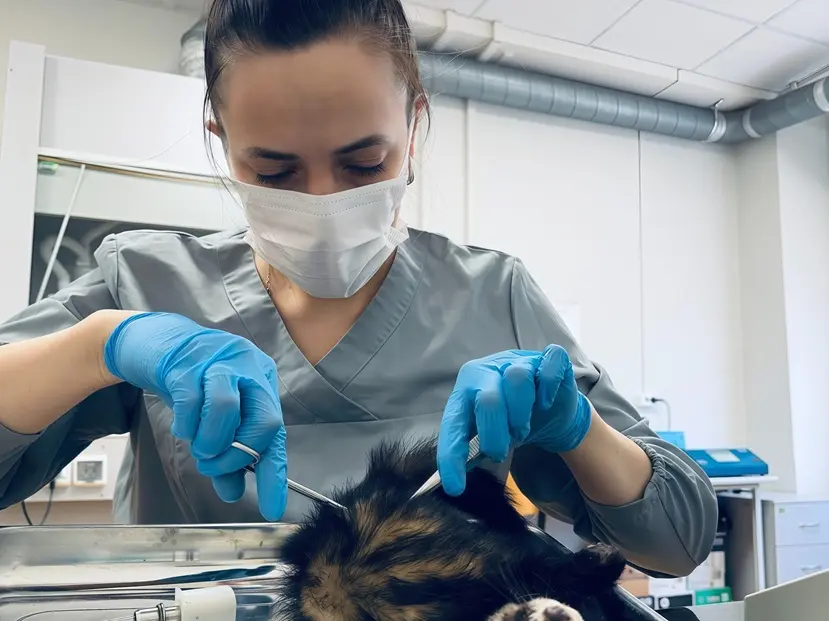 Cherepovets State University